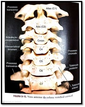 Coluna Vertebral Cervical